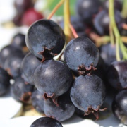 Felsenbirne mit Früchten Felsenbirne mit Früchten